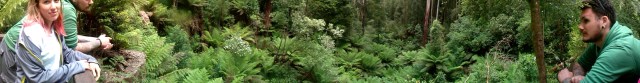 Otway Treetops Walk